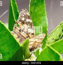 Attēlu rezultāti vaicājumam “Vanessa cardui upperside”