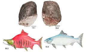 Image result for Oncorhynchus nerka