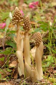 Attēlu rezultāti vaicājumam “Neottia nidus-avis bud”