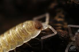 Attēlu rezultāti vaicājumam “Saduria entomon”