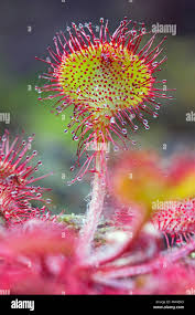 Attēlu rezultāti vaicājumam “Drosera rotundifolia leaf”