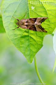 Attēlu rezultāti vaicājumam “Phlogophora meticulosa”