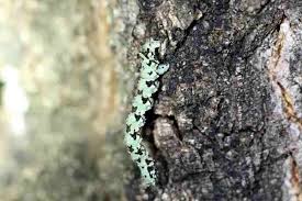 Attēlu rezultāti vaicājumam “Odontopera bidentata”