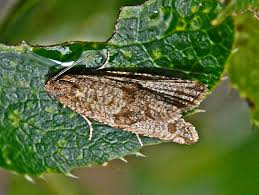 Attēlu rezultāti vaicājumam “Celypha siderana”