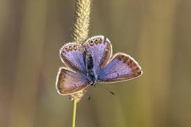 Attēlu rezultāti vaicājumam “Polyommatus icarus female”