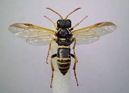 Attēlu rezultāti vaicājumam “Tenthredo scrophulariae exuvia”