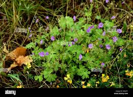 Attēlu rezultāti vaicājumam “Geranium pusillum leaf”