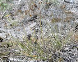 Attēlu rezultāti vaicājumam “Carex scandinavica”