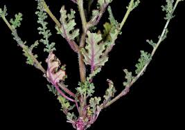 Image result for Chenopodium botrys