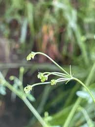 Attēlu rezultāti vaicājumam “Stemonitopsis amoena”