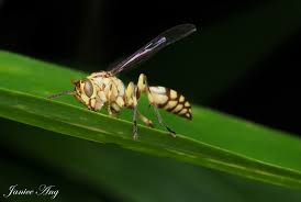 Attēlu rezultāti vaicājumam “Paradiacheopsis rigida macro”