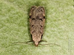 Attēlu rezultāti vaicājumam “Gelechia rhombella”