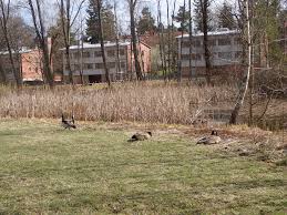 Attēlu rezultāti vaicājumam “Hydaticus transversalis”