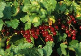 Attēlu rezultāti vaicājumam “Ribes rubrum fruit”