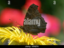 Attēlu rezultāti vaicājumam “Inachis io underside”