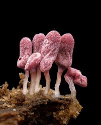 Attēlu rezultāti vaicājumam “Arcyria denudata spores”