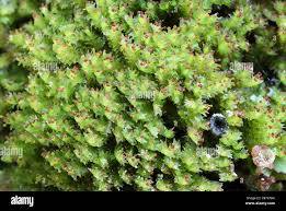 Attēlu rezultāti vaicājumam “Lophozia longidens”