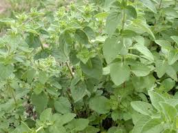 Image result for Oregano