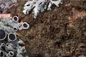 Attēlu rezultāti vaicājumam “Melanohalea exasperata”