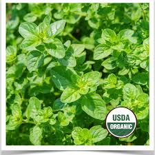 Image result for Oregano