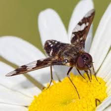 Attēlu rezultāti vaicājumam “Exoprosopa capucina”