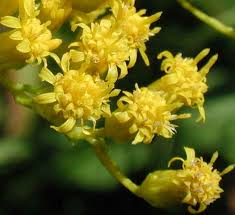 Attēlu rezultāti vaicājumam “Solidago canadensis flower”