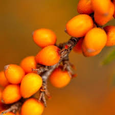 Attēlu rezultāti vaicājumam “Hippophae rhamnoides fruit”