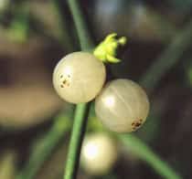 Attēlu rezultāti vaicājumam “Viscum album fruit”