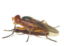 Attēlu rezultāti vaicājumam “Sciomyzidae”