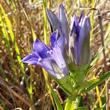 Attēlu rezultāti vaicājumam “Gentiana pneumonanthe flower”