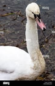 Image result for South Yorkshire Swans