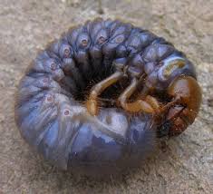 Attēlu rezultāti vaicājumam “Oryctes nasicornis larva”