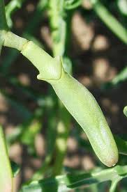 Attēlu rezultāti vaicājumam “Cakile maritima subsp. baltica”