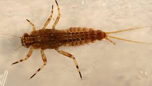 Attēlu rezultāti vaicājumam “Ephemeroptera larvae”