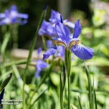 Attēlu rezultāti vaicājumam “Iris pseudacorus”