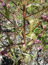 Attēlu rezultāti vaicājumam “Erigeron acris”