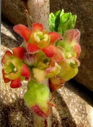 Attēlu rezultāti vaicājumam “Ribes nigrum flower”