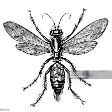 Attēlu rezultāti vaicājumam “Anoplius viaticus”