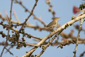 Image result for Hippolais caligata