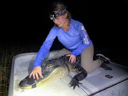 Image result for Alligator mississippiensis