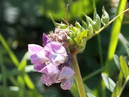 Attēlu rezultāti vaicājumam “Leguminosae”