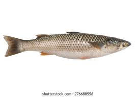 Image result for Mugil liza