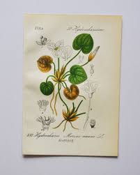 Attēlu rezultāti vaicājumam “Hydrocharis morsus-ranae flower”