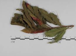 Attēlu rezultāti vaicājumam “Gymnosporangium sp.”