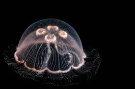 Attēlu rezultāti vaicājumam “Aurelia aurita”