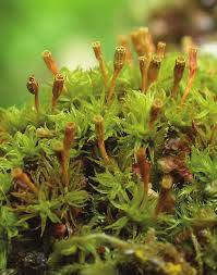 Attēlu rezultāti vaicājumam “Ulota crispa sporophyte”