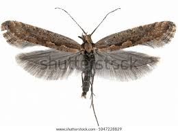 Attēlu rezultāti vaicājumam “Plutella xylostella”