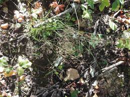 Attēlu rezultāti vaicājumam “Agrostis canina leaf”