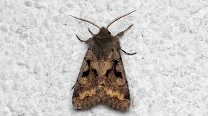 Attēlu rezultāti vaicājumam “Orthosia gothica”