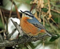 Image result for Sitta canadensis